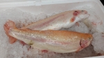 Янтарная форель непотрошеная, свежевыловленная, частично рыбки попадаются с икрой, размер 1-2 кг ПОД заказ самовывоз и доставка принимаем заявки каждую неделю до вторника (поставка четверг)  