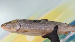 Голец не потрошеный, частично рыбки с икрой, Камчатка  Цена за 1 кг