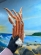 notify_thumb